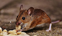 hoarding-cleanup-pest-control Experts in Lebanon